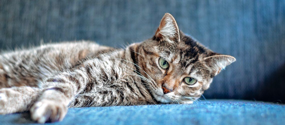 Vegánska strava pre mačky – čo hovorí veda a kedy má zmysel