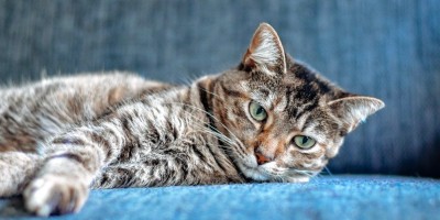 Vegánska strava pre mačky – čo hovorí veda a kedy má zmysel