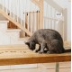 Vegcat DIGESTIVES