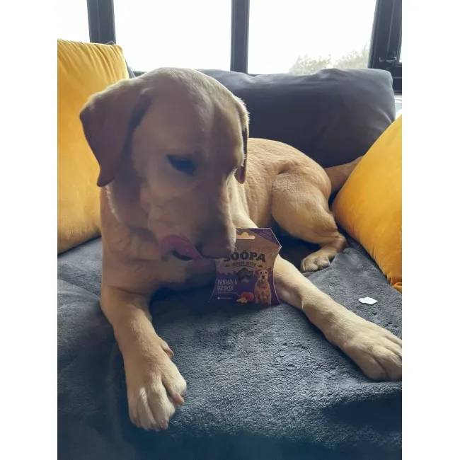 Soopa SENIOR Bites BANÁN A TEKVICA